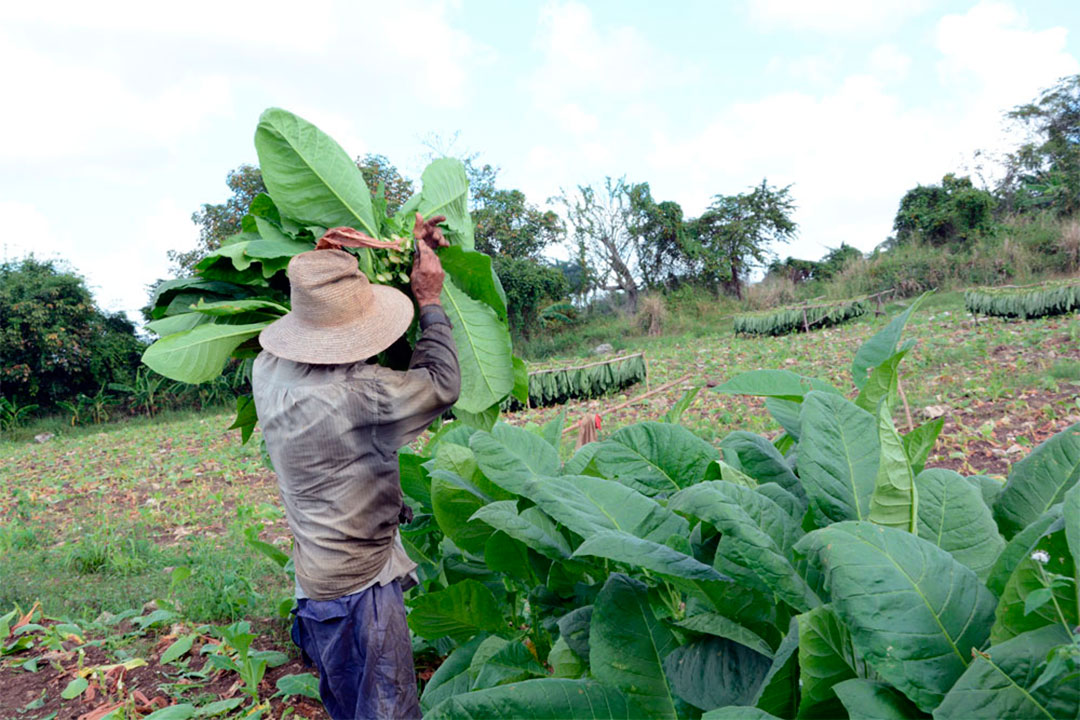 🌿Cabaiguán a la vanguardia del sector tabacalero en la provincia espirituana. Seguir 🔗 radiosanctispiritus.cu/es/cabaiguan-a…