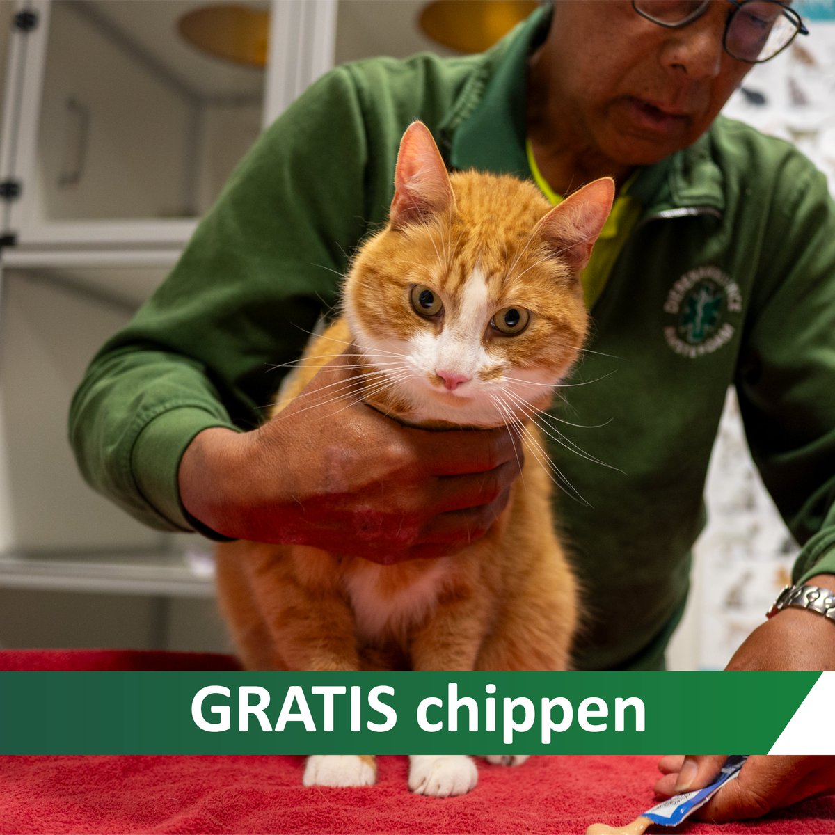 Wij chippen en registreren in juni GRATIS. Twee derde van de katten die wij vervoeren zijn niet gechipt en/ of juist geregistreerd. Met een chip en registratie herenigen we het dier vrijwel direct met de eigenaar. 
Meer info: dierenambulance-amsterdam.nl/dienstverlenin…