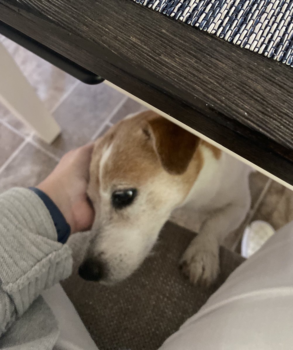 DaisyMaeJack's tweet image. I’m really having a hard time letting Mom go to werk lately 🥺🐾♥️ #seniordog #separationanxiety #DogsAreFamily