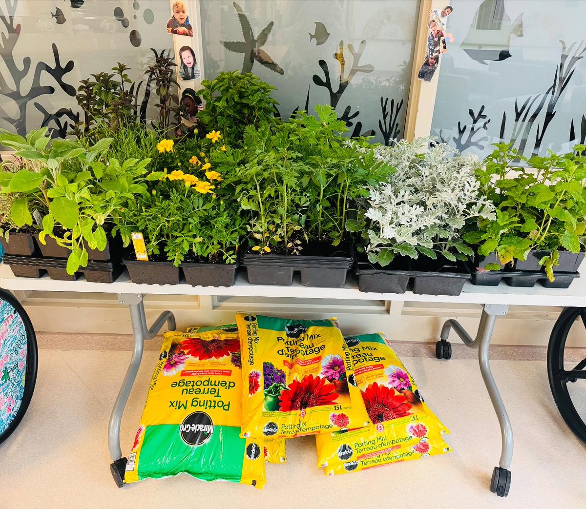 Thank you to @annasflowers for their generous donation of herbs and plants for our sensory garden box! 🌿 Sensory gardens offer a calming, inclusive environment that encourages learning, curiosity, and emotional well-being through touch, smell, sound, and sight #sensorygarden