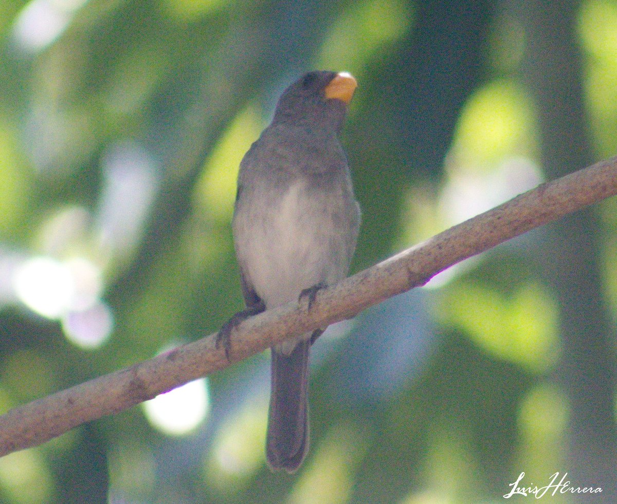 #BiodiversidadGuajira (Fauna. Aves) Semillero, Espigueros, Capuchinos, Corbatitas, Arroceros.  Sporophila es un género de aves paseriformes perteneciente a la familia Thraupidae especie nativa de la América tropical (Neotrópico), <a href="/GBDColombia/">GlobalBigDayColombia</a> @aviturismo. <a href="/mincultura/">MinCultura Colombia</a> <a href="/JJLN0468/">Juan Jose Lopez Negrette</a>