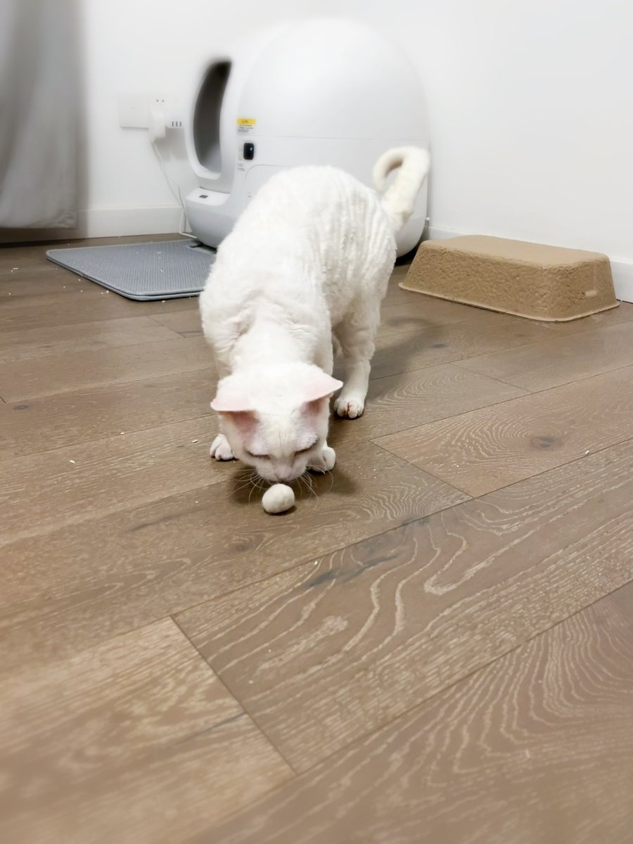 yol11492302's tweet photo. Shaun's new eco-hack:
Turn shed fur ➡️ 24/7 toy! 🌪️😹
#DevonProblems #CatAlchemy #HairballEconomy https://t.co/YyLN1s5lno