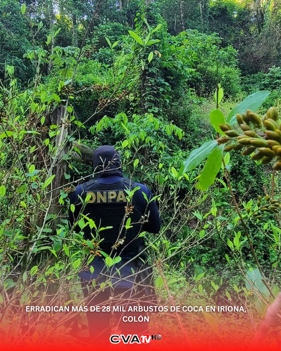 CvaTv's tweet photo. #CvaTv | 🚔 Erradican más de 28 mil arbustos de coca en Iriona, Colón
La DNPA aseguró más de 28 mil arbustos de coca en una operación antidrogas en el municipio de Iriona, Colón. Los agentes ya se encuentran en la zona para proceder con la erradicación de los cultivos ilegales. https://t.co/3f8YRAdf3m