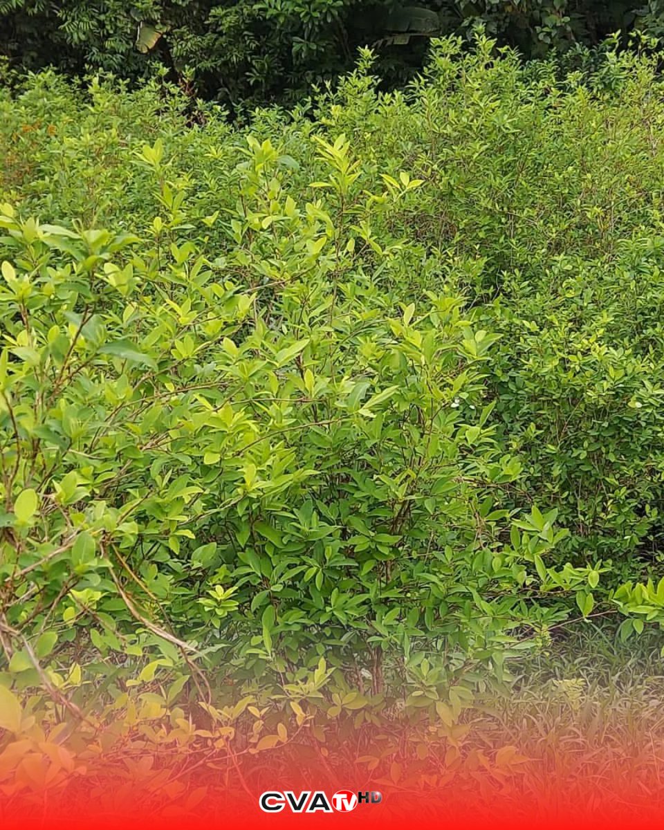 CvaTv's tweet photo. #CvaTv | 🚔 Erradican más de 28 mil arbustos de coca en Iriona, Colón
La DNPA aseguró más de 28 mil arbustos de coca en una operación antidrogas en el municipio de Iriona, Colón. Los agentes ya se encuentran en la zona para proceder con la erradicación de los cultivos ilegales. https://t.co/3f8YRAdf3m