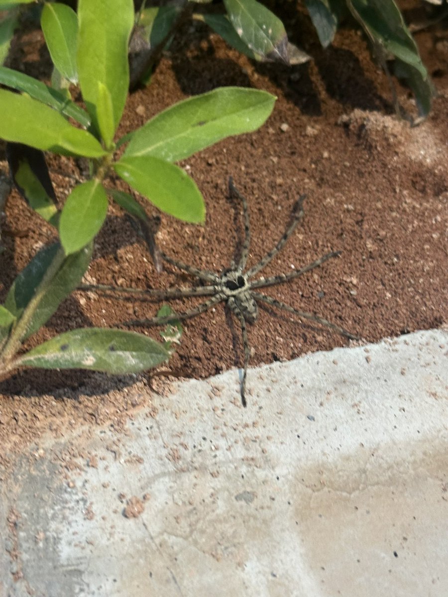 Massive spider 🕷️ I saw this while filming today. Luckily I love spiders and am not an arachnophobe.