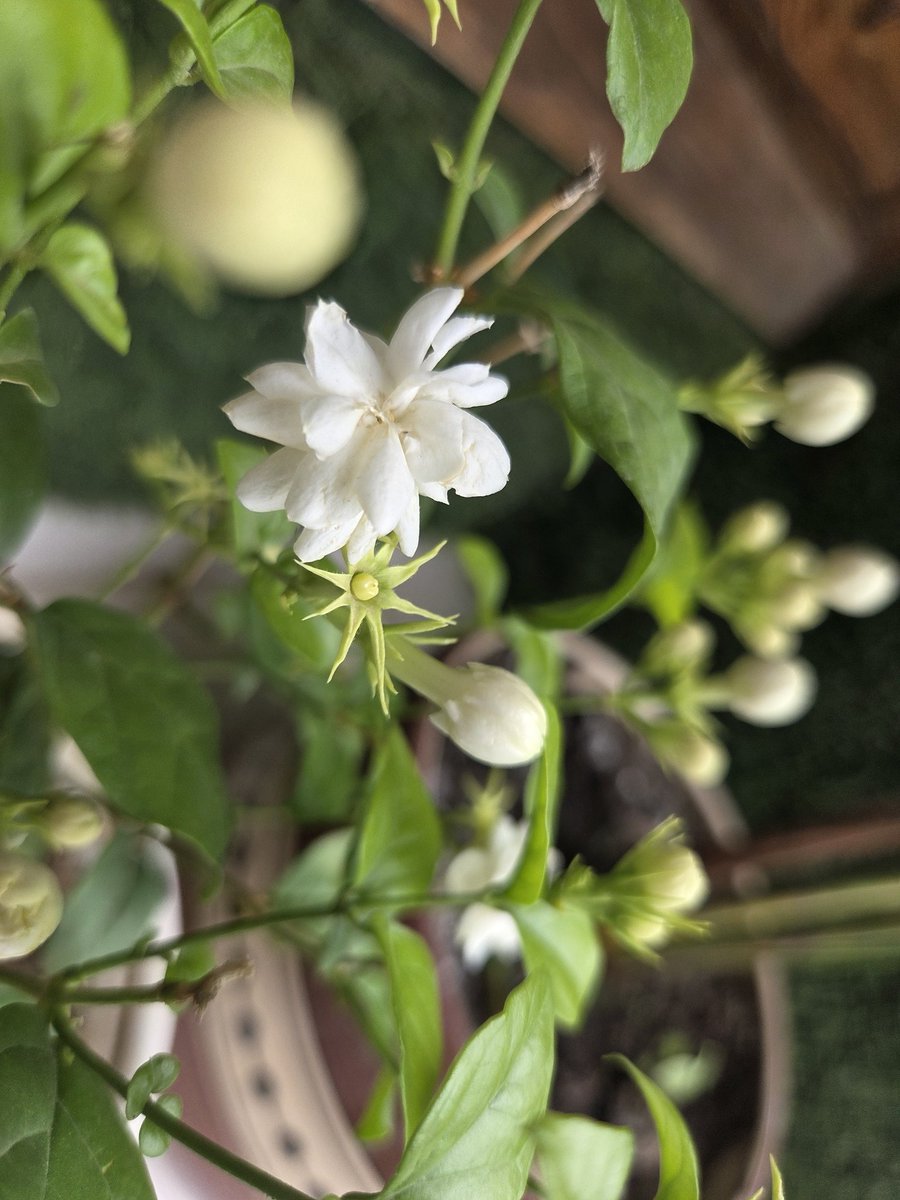 The fragrance of this flower is like a healing balm, touching heart chakra, calming the senses, reminding to stay in the moment.

📷 Jasmine/Mogra 
#garden #flowers #nature