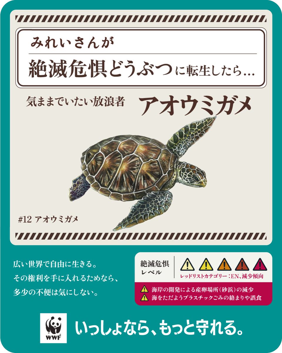 mireissue's tweet photo. 当たってる気がする…　放浪する人生です…！

 #絶滅危惧どうぶつ転生診断 の結果は…
気ままでいたい放浪者【アオウミガメ】！

結果は全16タイプ！WWFと動物たちを守ろう🌎
診断はこちら👉https://t.co/DfrALCfC34

#いっしょならもっと守れる https://t.co/NXX6cdAxBP