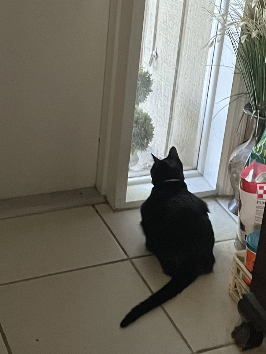 itzmefig's tweet image. Me Fig is obsuerving natuure todae… what is Those Guyse ? 🪿