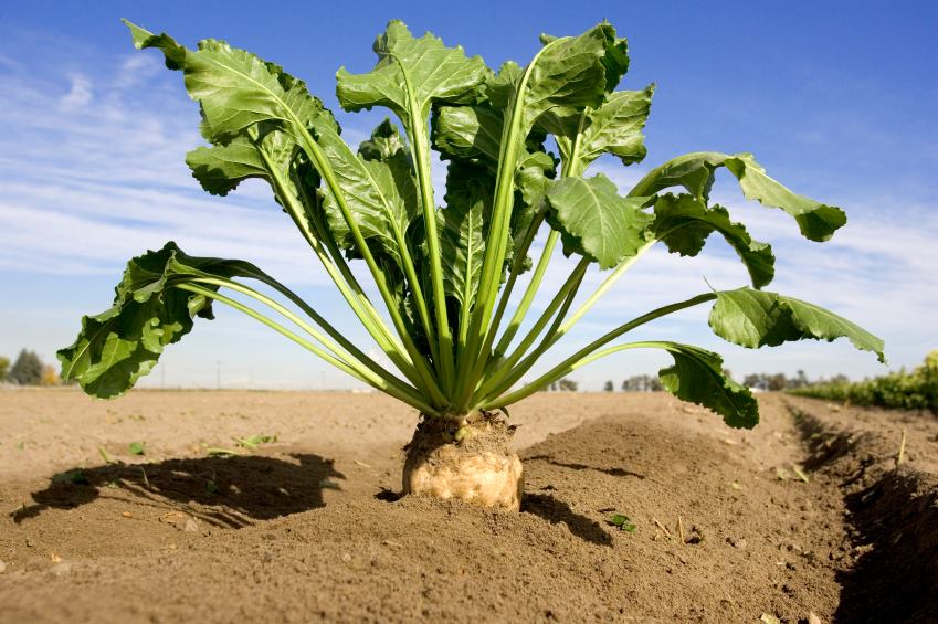 Sugar beets make sugar through photosynthesis, turning #SolarEnergy into #RealSugar.