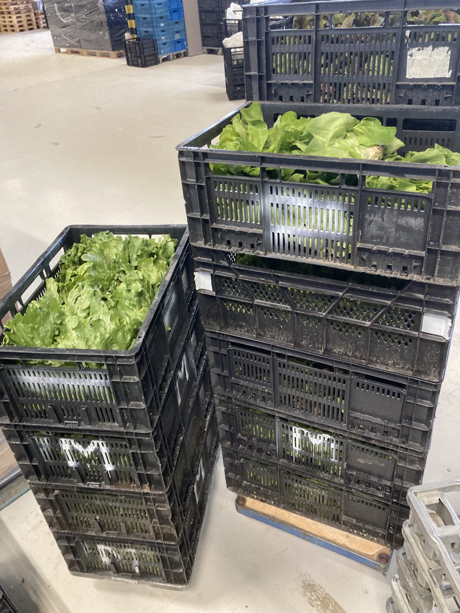 De eerste verse groenten uit de moestuin Dijksweg voor onze klanten,lekker vers 🔝👍