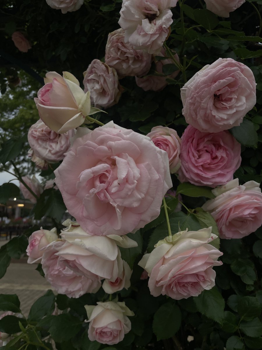 人少なくて穴場やったバラ園🌹