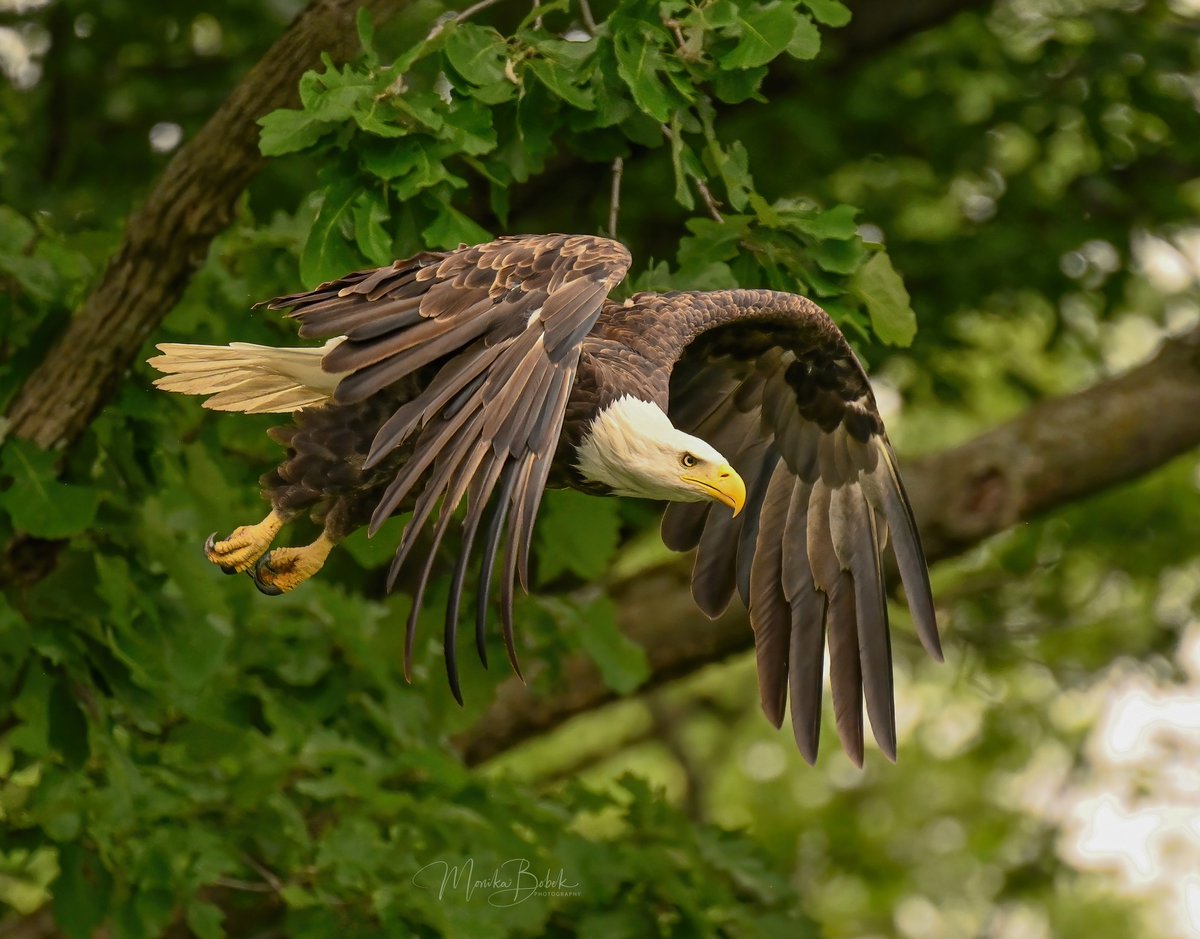 Today's Bald Eagle tweet media
