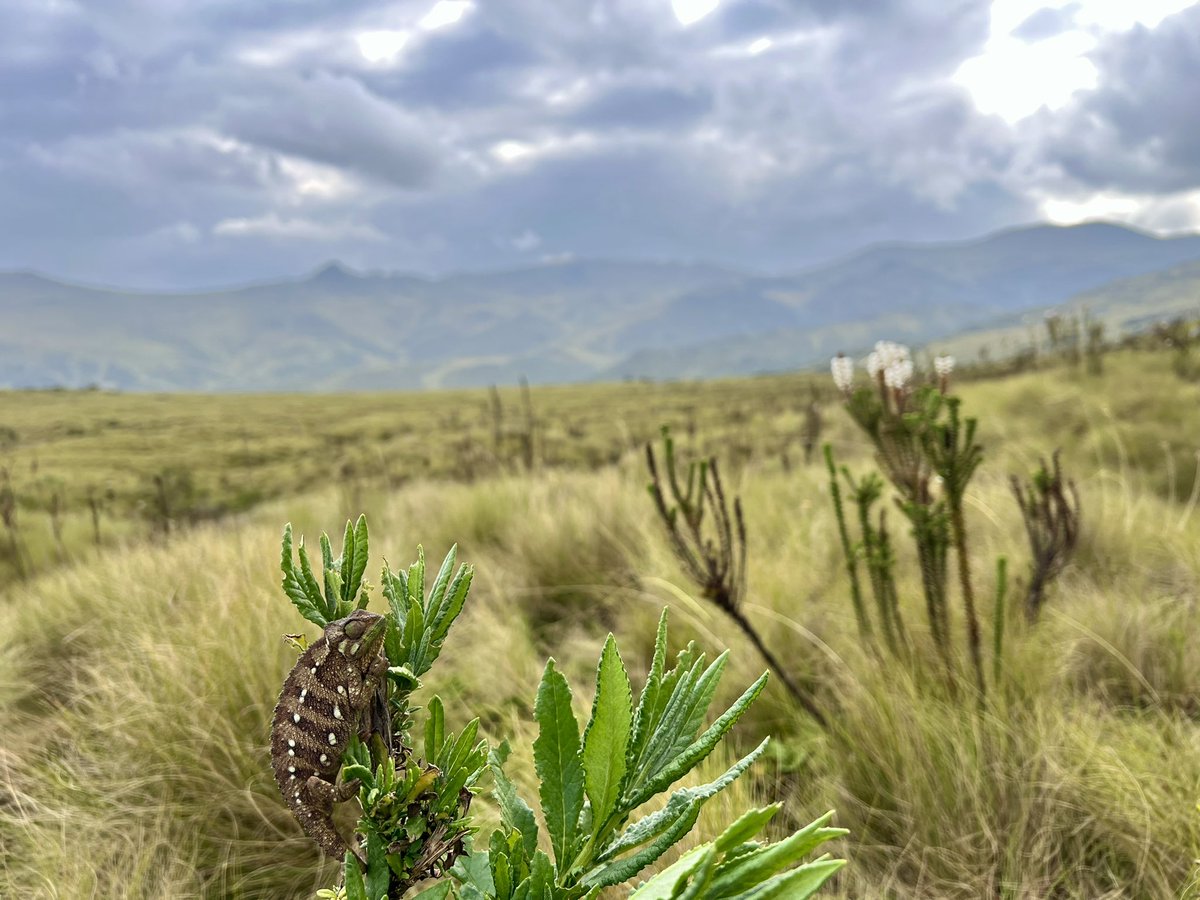 Aberdares Montane Dwarf Chameleon (Trioceros kinangopensis)!
