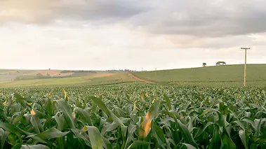 Europas #Landwirtschaft steht vor großen Herausforderungen. #Klimawandel, steigende Kosten und Fachkräftemangel fordern neue Lösungen. #SmartFarming soll helfen, Ressourcen zu schonen und Erträge zu sichern. #GTAI: gtai.de/de/trade/frank…