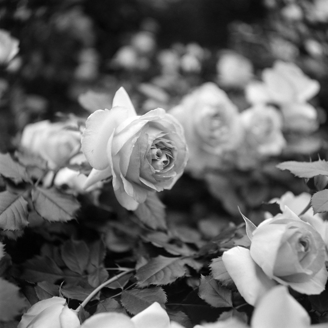 kei_arika's tweet photo. Days.
神代植物公園 2025.04
RolleicordⅠ / Triotar 7.5cm F4.5 / FP4 PLUS
#rolleicord #rolleicord1 #rollei #carlzeiss #triotar #ilford #fp4plus #filmphotography https://t.co/ukxhgHrLvR