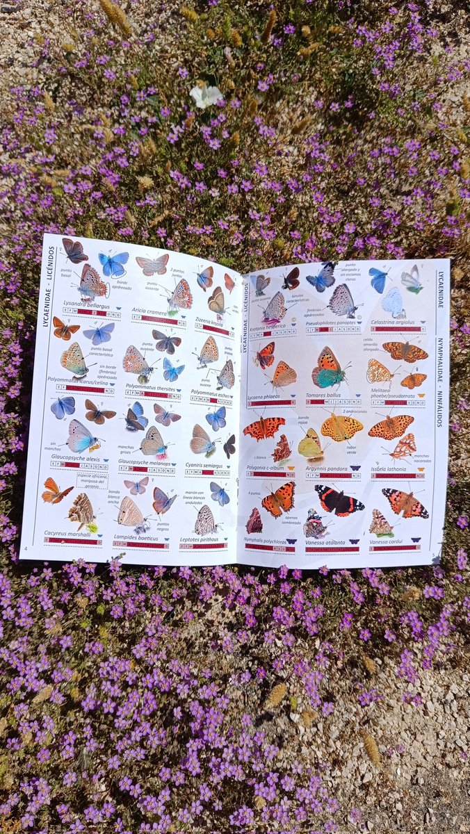 ASBioGetafe's tweet photo. ��� Quienes no fuisteis a la Feria o la charla y así poder conseguir un ejemplar, podéis descargarla en la web de BMS España (Material>Guías locales específicas).

👉 El monitoreo de mariposas que venimos realizando en #Getafe da sus frutos en la divulgación ambiental local 💚 https://t.co/pB6h1RJKbC