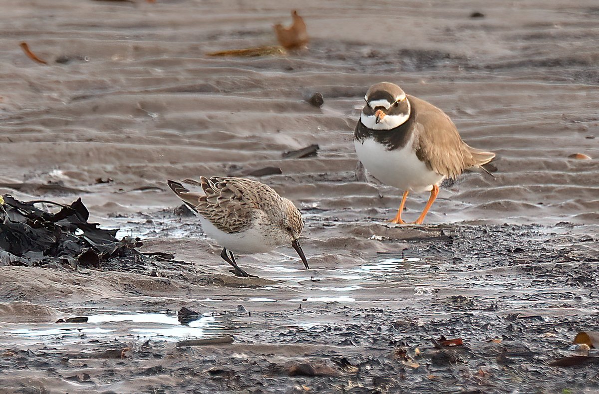Dennis Morrison (@denmor77) on Twitter photo Western Sandpiper at Maidens in Ayrshire, first thing this morning. It was roosting on the rocky shoreline when I arrived at 06:30 then gave great views as it flew down to the burn and began feeding with the other small waders <a href="/BirdGuides/">BirdGuides</a> Western Sandpiper at Maidens in Ayrshire, first thing this morning. It was roosting on the rocky shoreline when I arrived at 06:30 then gave great views as it flew down to the burn and began feeding with the other small waders <a href="/BirdGuides/">BirdGuides</a>