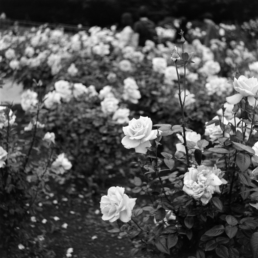 kei_arika's tweet photo. Days.
神代植物公園 2025.04
RolleicordⅠ / Triotar 7.5cm F4.5 / FP4 PLUS
#rolleicord #rolleicord1 #rollei #carlzeiss #triotar #ilford #fp4plus #filmphotography https://t.co/3xzTGntHVZ