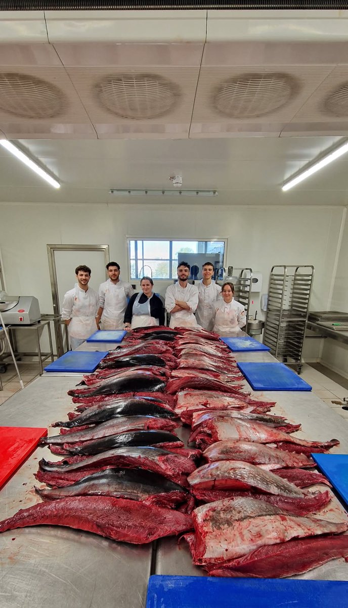 Prefet13's tweet photo. #DDTM #ThonRouge #SaisieHorsNormes

📌  Les services de l’État saisissent 385 kilos de thons rouges et les  remettent au lycée régional hôtelier Jean-Paul Passedat ! 🐟 

🔎 Espèce emblématique de la Méditerranée, le thon rouge fait l’objet d’une protection spécifique de l’union européenne.
A  ce titre, les captures de thon rouge en Méditerranée sont soumises au  respect d’un quota national, réparti par région et par segments de  flottes de navires professionnels. 

🛑   Suite à épuisement, la pêche de thon rouge de calibre 8-30 kg a été  fermée, le 19 avril dernier, par le ministère de la Transition  écologique de la Biodiversité de la Forêt, de la Mer et de la Pêche pour  les navires des Bouches-du-Rhône, non adhérents à une organisation de  producteur.

➡️ L'unité littorale des  affaires maritimes (Ulam) de la direction départementale des territoires  et de la mer (DDTM) des Bouches-du-Rhône a procédé le jeudi 22 mai à un  contrôle de débarquement de thons rouges par un navire de pêche  professionnel qui indiquait avoir pêché 22 thons rouges. 
➡️ Lors du  contrôle, les agents de l’Ulam ont constaté que 21 des 22 poissons  débarqués pesaient moins de 30 kg.
➡️ Conformément à la réglementation, la DDTM a saisi ces 21 thons hors quota, ce qui représente 385 kg de produits halieutiques. 

🤝 Comme la réglementation le permet et pour valoriser au mieux les  poissons saisis, les services de l’État ont décidé de remettre, à titre  gracieux, ces thons rouges au lycée régional hôtelier Jean-Paul Passedat  (13008 Marseille).
🏫 🧑‍🍳Transformés en filets par  les lycéens dès réception, les thons ont été congelés pour être utilisés  toute l’année scolaire pour former les élèves à la cuisine des produits  de la mer.

👏 Le Préfet de la région Provence-Alpes-Côte d'Azur et des Bouches-du-Rhône et  le lycée régional hôtelier Jean-Paul Passedat, se félicitent de cette  opération et du partenariat qu’elle initie, notamment pour la  possibilité qu’elle offre aux lycéens de cuisiner des produits  halieutiques de qualité.