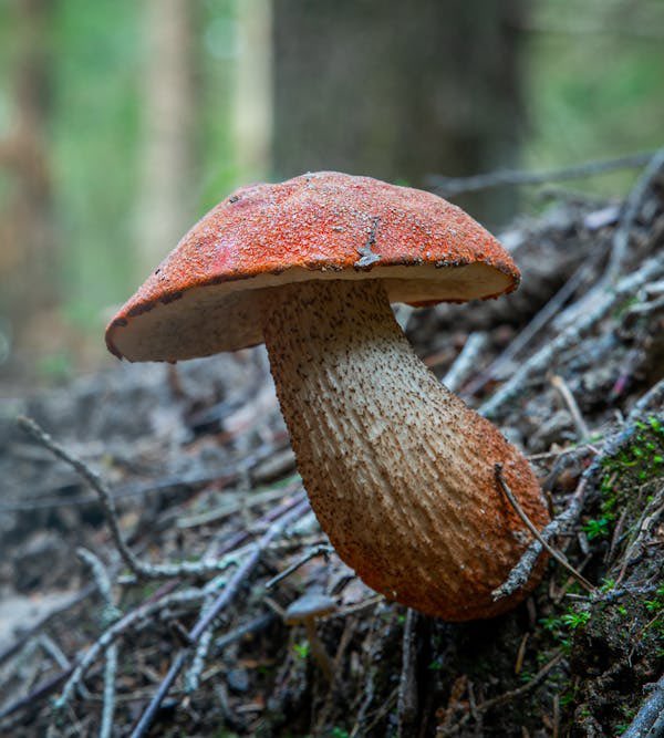 PohMushroomLab's tweet photo. “Mushrooms for the Mind: Can They Boost Brainpower?”

Watch until the end.