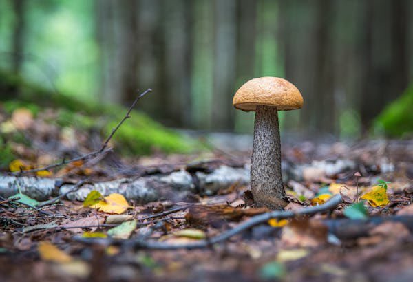 PohMushroomLab's tweet photo. “Mushrooms for the Mind: Can They Boost Brainpower?”

Watch until the end.