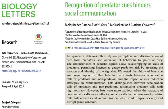BarbastellaJ's tweet photo. #Thyroptera #tricolor 🦇 is a system that helps shed light on anti-predator defenses and how 🔊 signal recognition mediates a trade-off between #predator #avoidance &amp; social #communication, which has ecological and social implications. @mgambarios 

👀🔎https://t.co/jfpmZwV5xP https://t.co/zEJy5JPodI