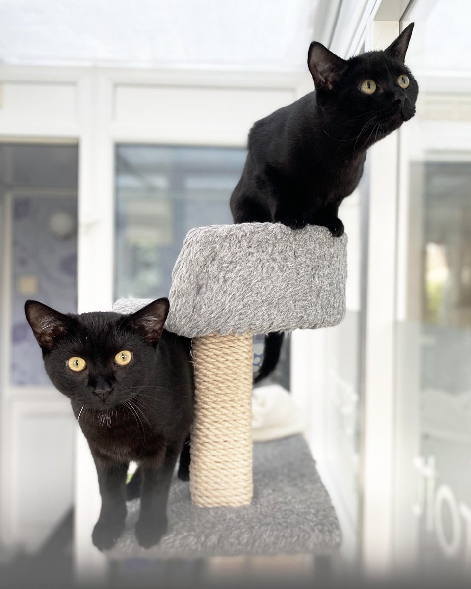 TheCatHotel's tweet photo. Double the good luck! What a gorgeous duo ... 🍀🍀 #LuckyCats #PetDuo #CatLovers https://t.co/2sleWSisqG