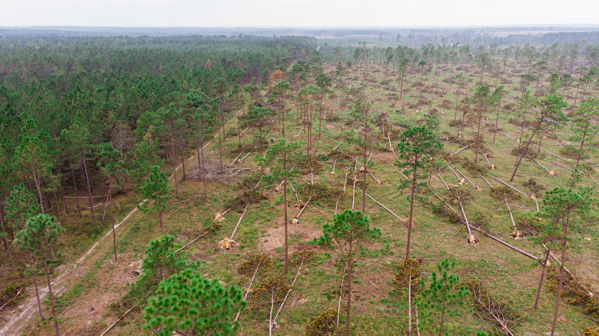 GaTrees's tweet image. The deadline for landowners impacted by #HurricaneHelene to apply for the Emergency Forest Restoration Program (EFRP) is quickly approaching! Please contact the Farm Service Agency (FSA) ASAP to apply.  Find your local USDA/FSA local service center: offices.sc.egov.usda.gov/locator/app