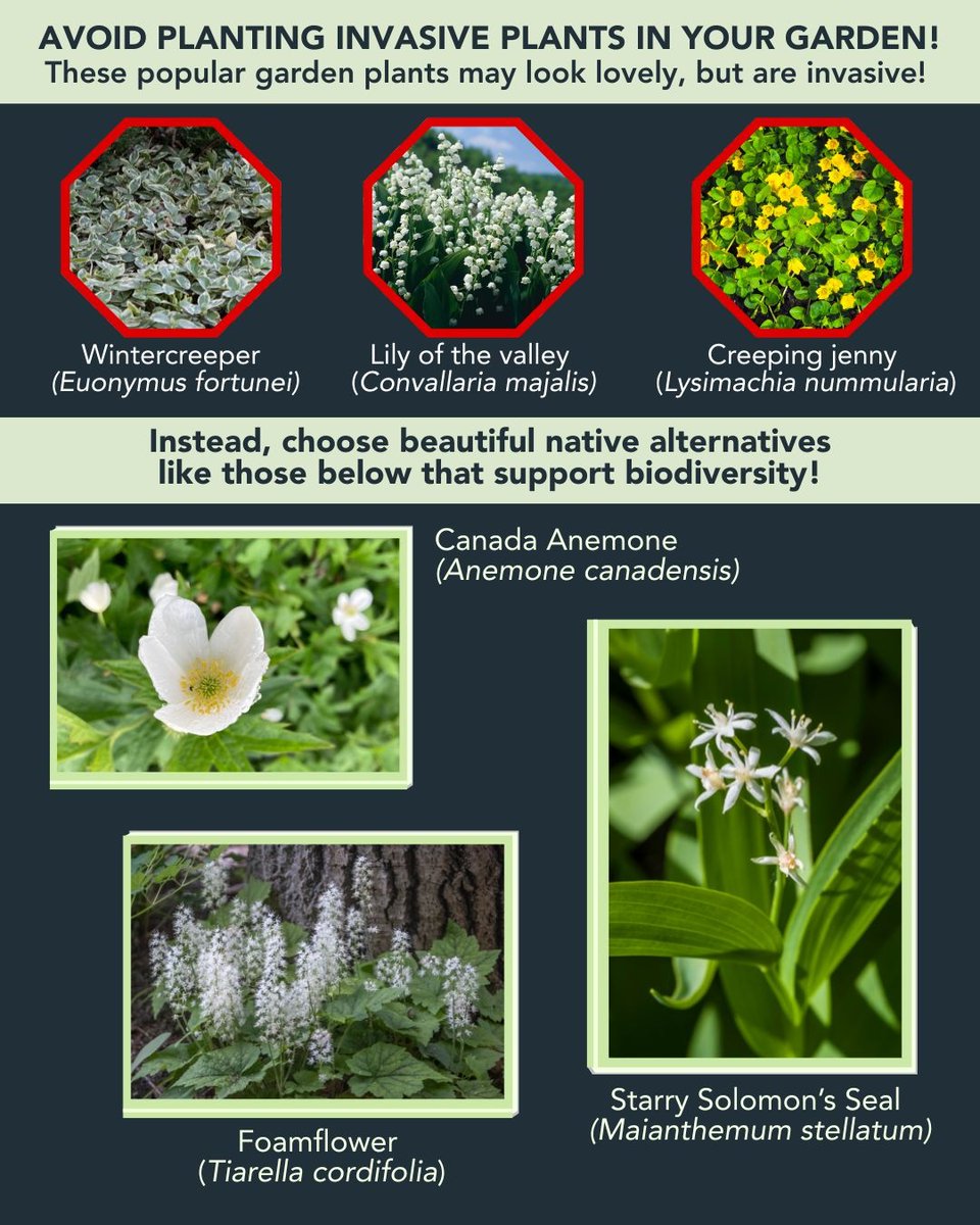 🚫 STOP! Thinking of planting lily of the valley (Convallaria majalis), wintercreeper (Euonymus fortunei), or creeping jenny (Lysimachia nummularia) in your garden?
🌱 Instead, choose beautiful native alternatives that support biodiversity in Canada!
More: bit.ly/3S2ti1s