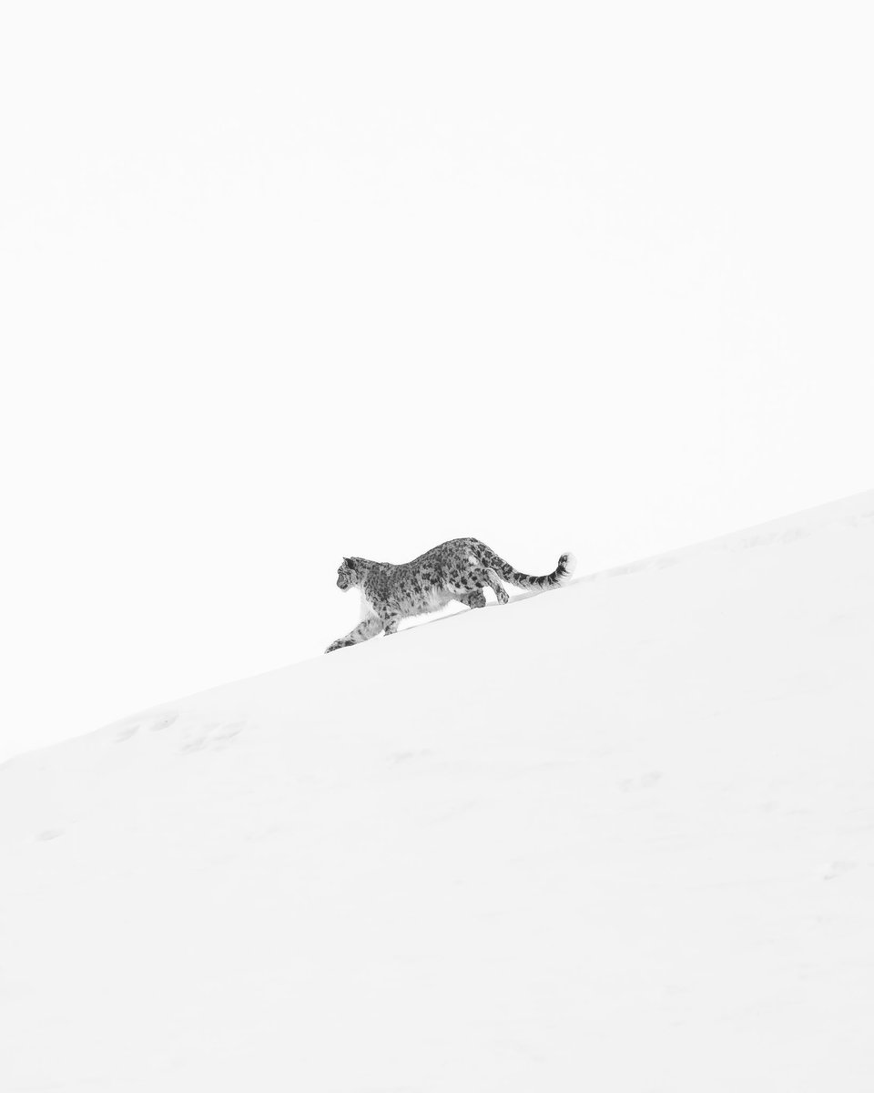 Karamjeet Singh (@caramjeet) on Twitter photo A snow leopard moves silently along a snowy ridgeline in Hemis National Park. Capturinga brief moment of grace in the stark, monochrome wilderness. On Expedtion With @voygrtravel 
#snowleopards #snowleopard #wildlife #leopard #snowleopardsofinstagram #wildlifephotography A snow leopard moves silently along a snowy ridgeline in Hemis National Park. Capturinga brief moment of grace in the stark, monochrome wilderness. On Expedtion With @voygrtravel 
#snowleopards #snowleopard #wildlife #leopard #snowleopardsofinstagram #wildlifephotography