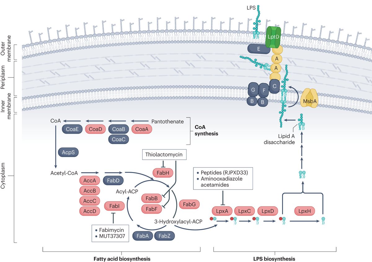 For readers interested in novel approaches to target Gram-negative bacteria, as exemplified by Roche's macrocyclic peptide antibiotic zosurabalpin, here's a review nature.com/articles/s4157…
rdcu.be/enYnj