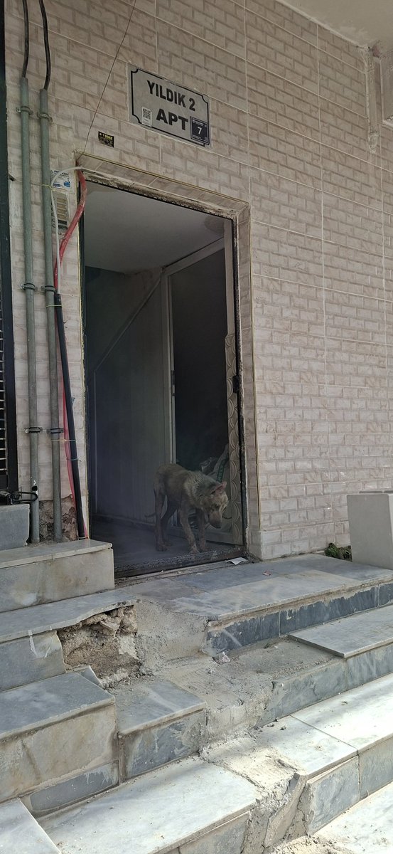 Sayın yetkililer hasta köpeklerle mücadele ediyoruz Akçakale Belediyesi hiçbir şekilde hizmet etmiyor haşare bir yana çöp bir yana hayvanlar evlerimize kadar giriyor çocuklarımız okuldan geldiğinde merdivende karşılaşıyorlar korkudan merdivenlerden düşecekler.
<a href="/UrfaValiligi/">T.C. ŞANLIURFA VALİLİĞİ</a>