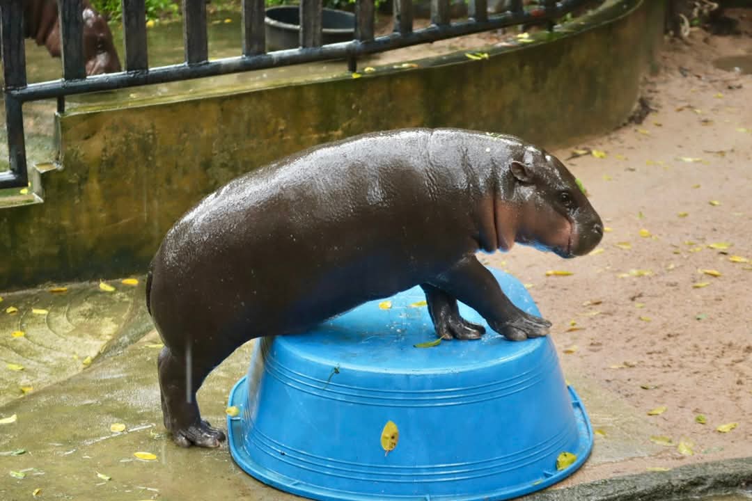 ของเล่นใหม่
#hippo #PygmyHippo #ขาหมูแอนด์เดอะแก๊ง #หมูเด้งจะเด้งกี่โมง #Moodeng #พี่ขาหมู #สวนสัตว์แปลกเขาเขียว