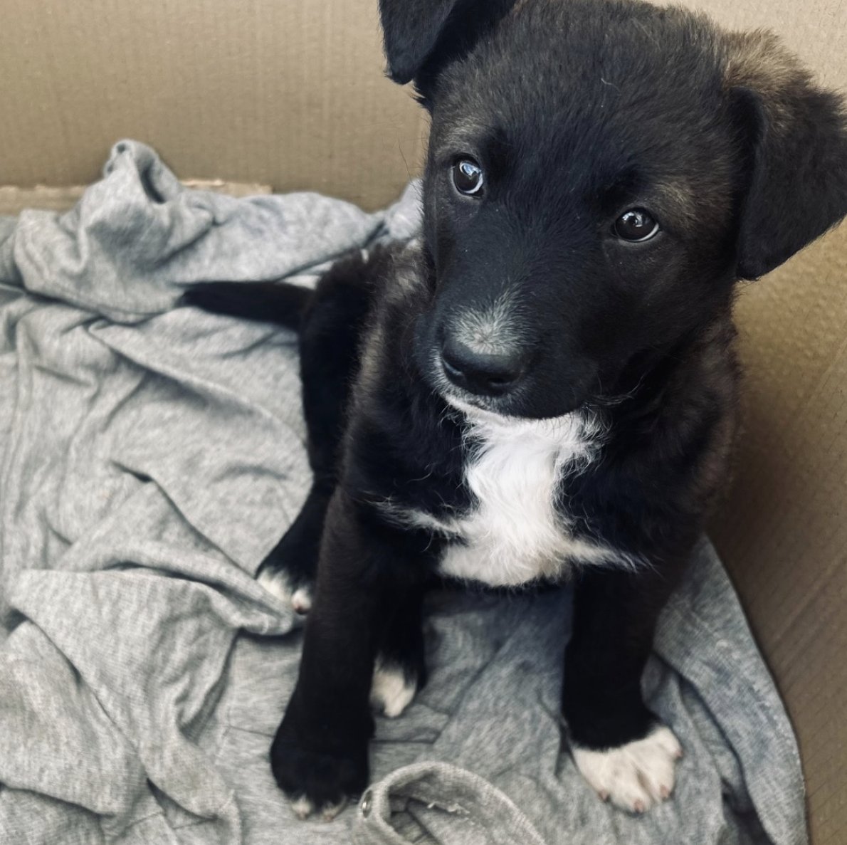 Please help save Monty!
I found this puppy shivering, starving, scared &amp; alone in a car park in the mountains of Montenegro and was told to leave him to die. I didn't.
I desperately need your help so we can prevent him being killed give him a loving home.
tinyurl.com/ybnz92s3
