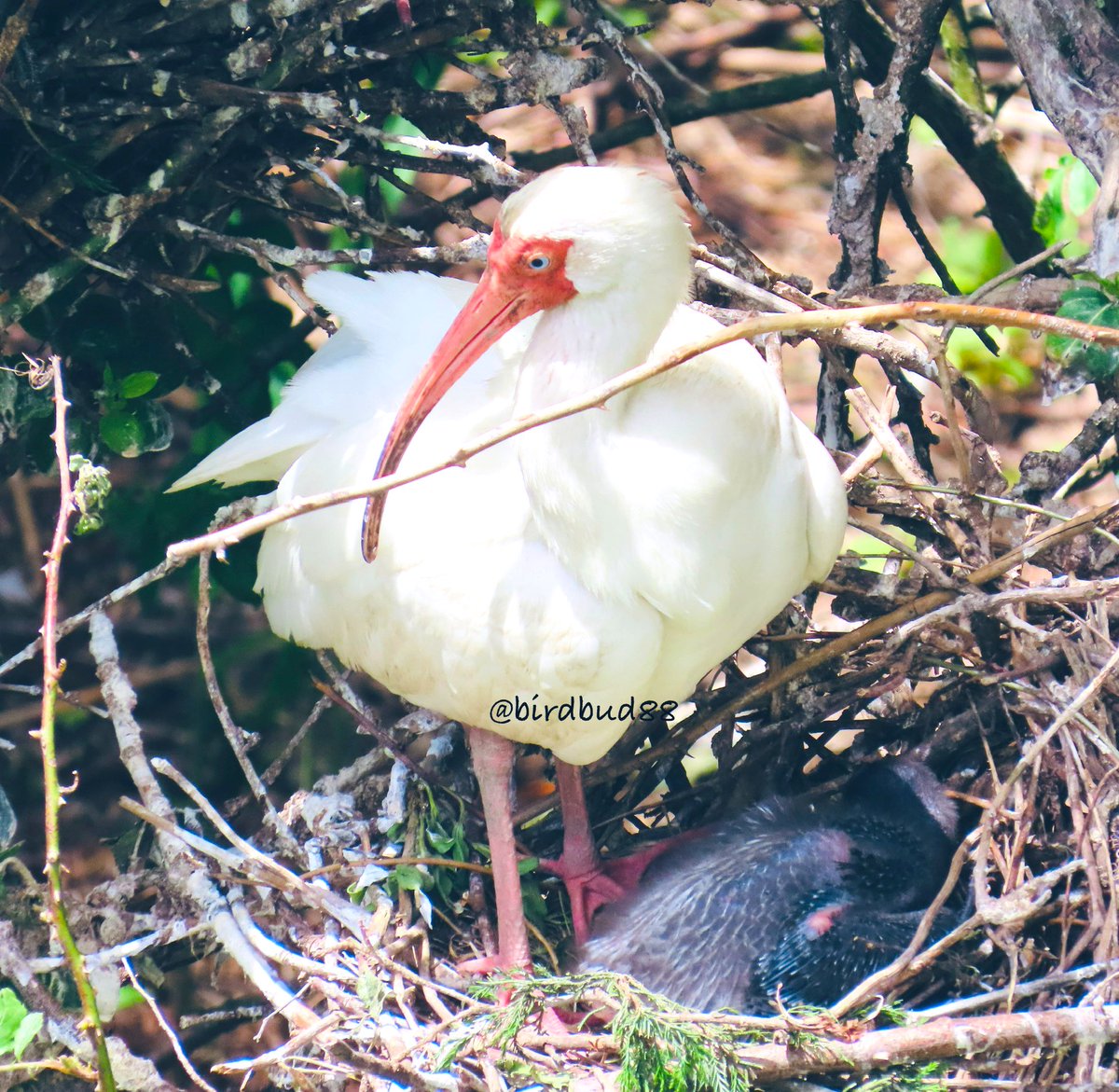 birdbud88's tweet photo. White Ibis π #NaturePhotography #TwitterNatureCommunity #TwitterNaturePhotography #nature #birdwatching #BirdTwitter #birdphotography #ibises https://t.co/0TxugiUSyB