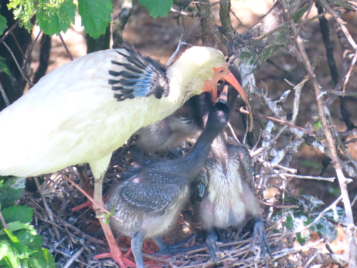 birdbud88's tweet photo. White Ibis π #NaturePhotography #TwitterNatureCommunity #TwitterNaturePhotography #nature #birdwatching #BirdTwitter #birdphotography #ibises https://t.co/0TxugiUSyB