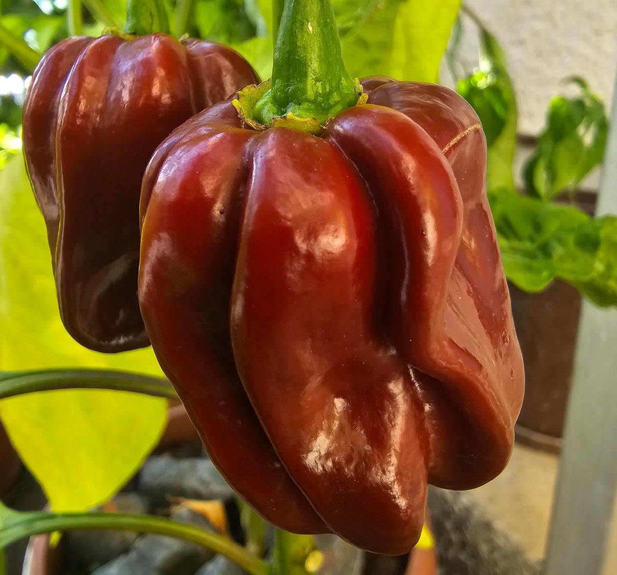 mychilligarden's tweet photo. 🌶️ Chilli Trivia:
Eating spicy food can trigger an endorphin rush.
That’s why some people feel euphoric or happy after a hot, spicy meal - it’s a natural high!
#ChilliFacts #MyChilliGarden https://t.co/1faRTRgyOF