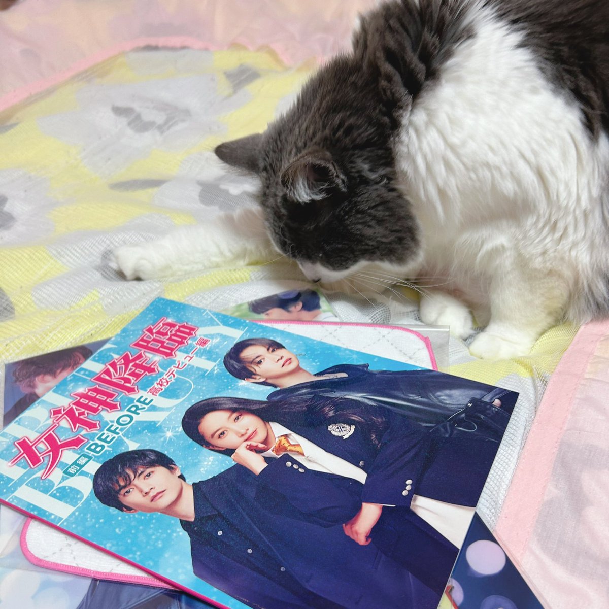 今日のアッシュ☆

女神降臨って面白いのかニャ⁉️

#猫 #ネコ #ニャンコ #ペット #女神降臨