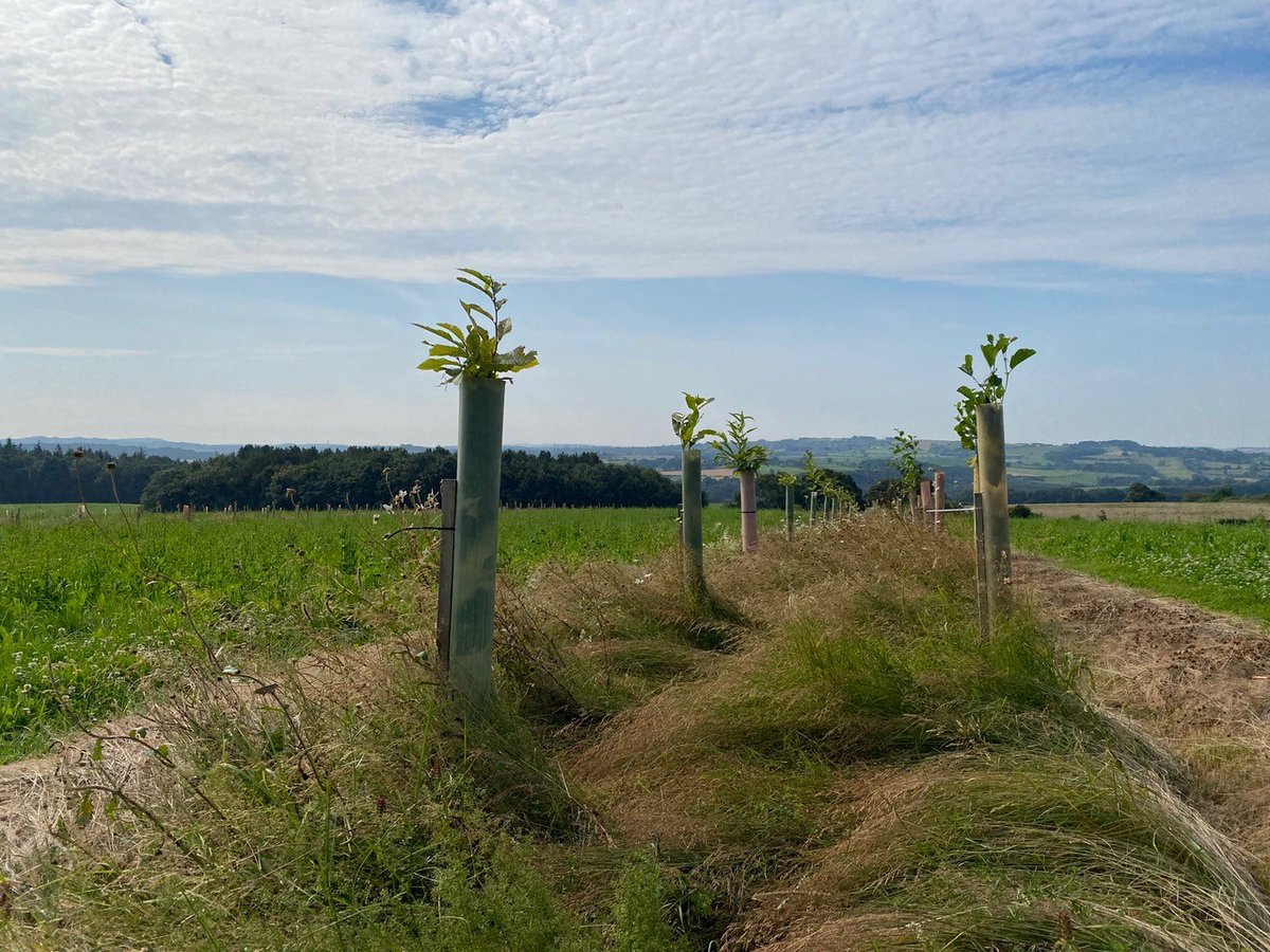 Agricology (@agricology) on Twitter photo Less than a week to go until this exciting Agricology event in Yorkshire, where Alex Fraser, Hannah Fraser, & <a href="/ConygreeFarm/">Jonty Brunyee</a> will be sharing insights into living mulches, agroforestry, & how to build a more sustainable food & farming system. 👩🌾🌾
Free🎟️ ow.ly/PezQ50VNM24 Less than a week to go until this exciting Agricology event in Yorkshire, where Alex Fraser, Hannah Fraser, & <a href="/ConygreeFarm/">Jonty Brunyee</a> will be sharing insights into living mulches, agroforestry, & how to build a more sustainable food & farming system. 👩🌾🌾
Free🎟️ ow.ly/PezQ50VNM24