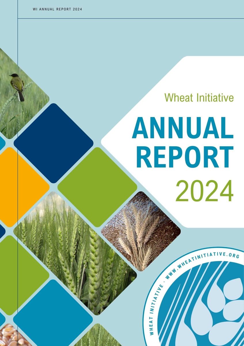 🌾 @Wheatinitiative 's 2024 Annual Report is available! Discover our global efforts in sustainable wheat research, including programs and outcomes from our Expert Working Groups. 
🔗 Read the full report here: wheatinitiative.org/annual-reports 
#WheatResearch #GlobalCollaboration