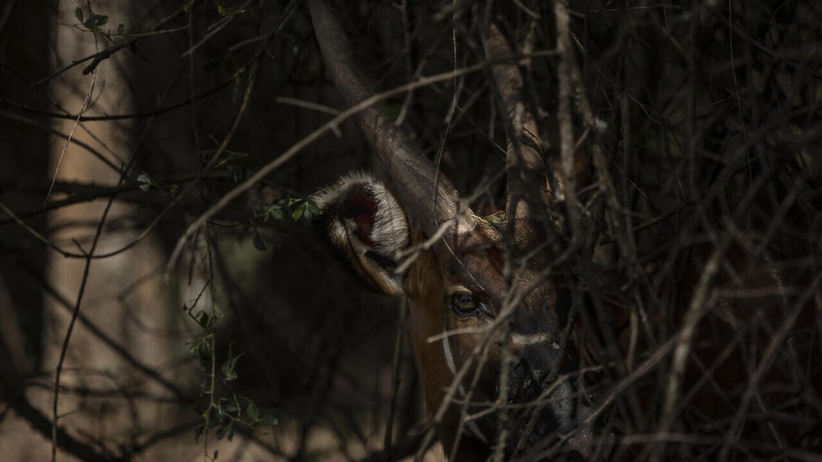 RDC: lechwe d’Upemba, une antilope rare, photographiée pour la première fois depuis 50 ans
➡️ go.rfi.fr/6uX