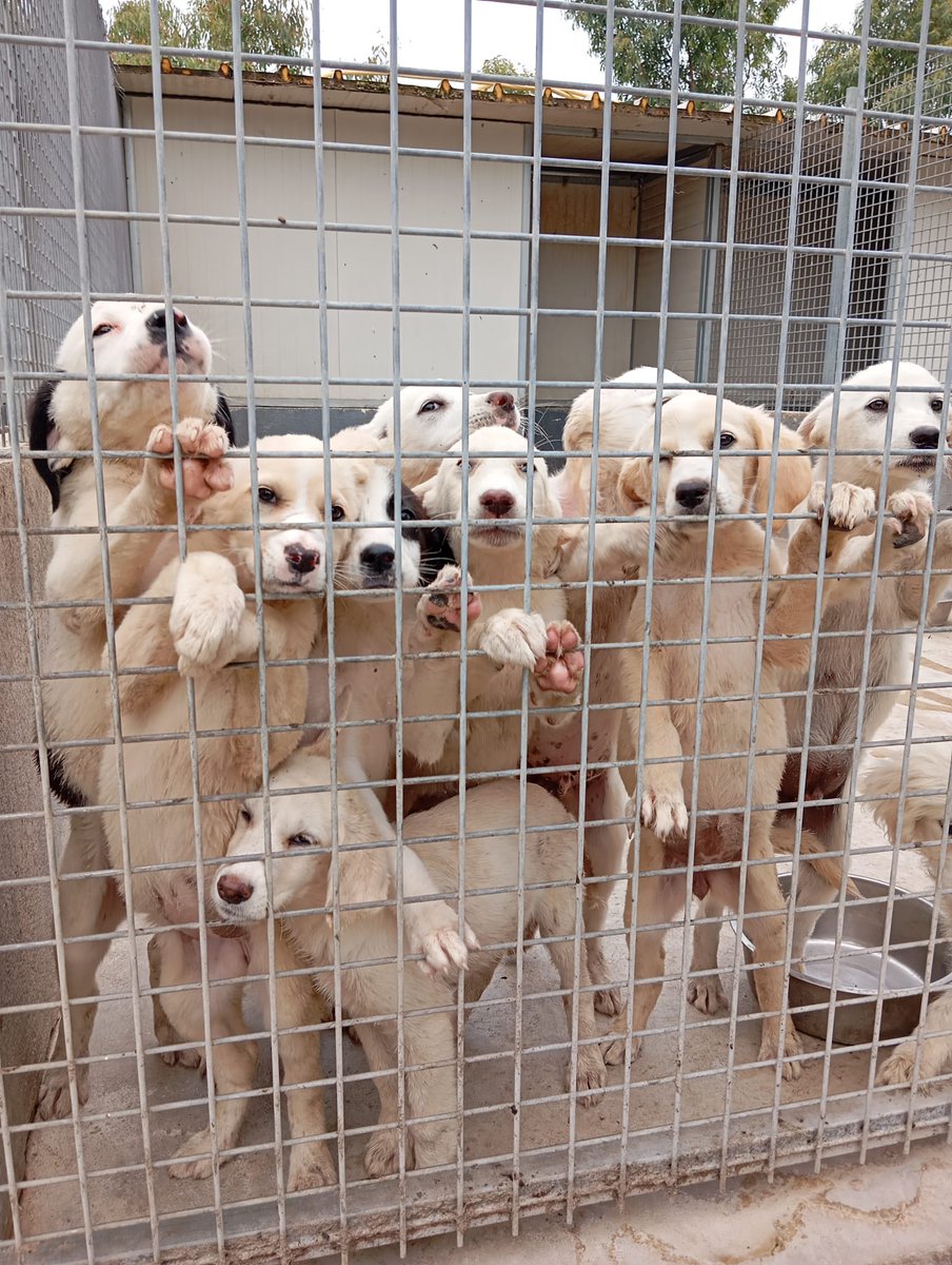 Il risarcimento del danno causato dagli animali domestici (art. 2052 c.c.), image size:904x1200