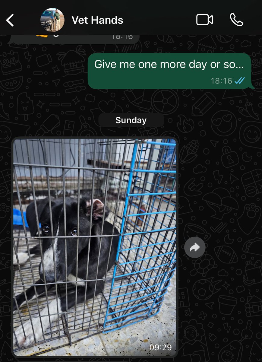 amargebrune's tweet photo. Pleased to report that Chickpea the dog is safe now. But we have to take care of her vet bill + find her a forever home. If you know anyone in the Baghdad area who would like to foster or adopt her, please What’s App: +44 7946 168 403. 

https://t.co/WxLev8vpGe https://t.co/dC3hBkSEQp