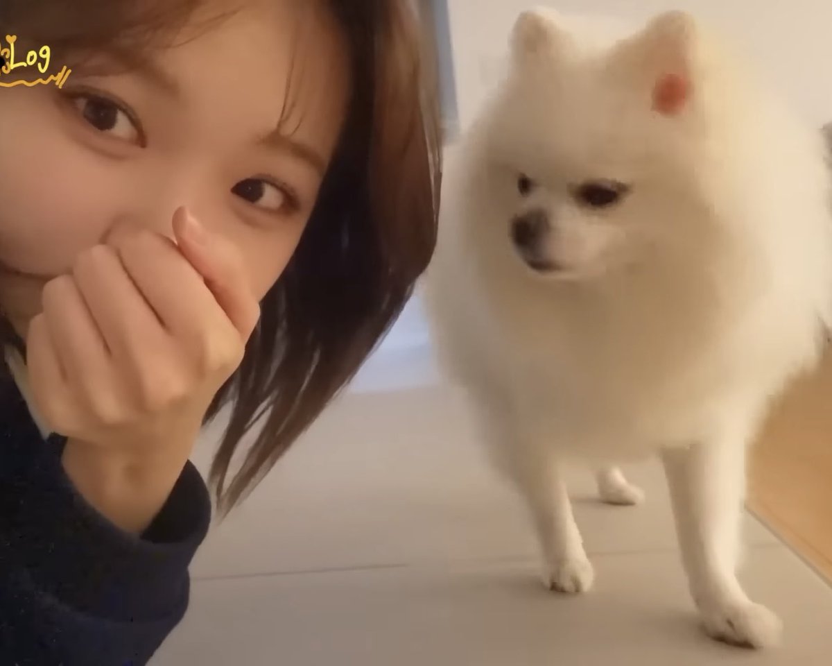SEIchaewon's tweet photo. ねぇ可愛すぎだって！！
チェウォンちゃんとシロ🫶🫶 https://t.co/2o3Y8AcLS9