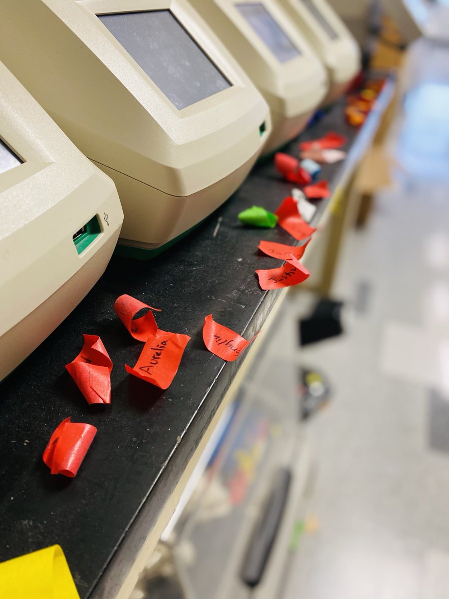 striepenlab's tweet image. My lab uses a highly sophisticated AI system to manage access to PCR machines that appears to hinge on an army of continuously recycled pieces of tape with your name on it.
