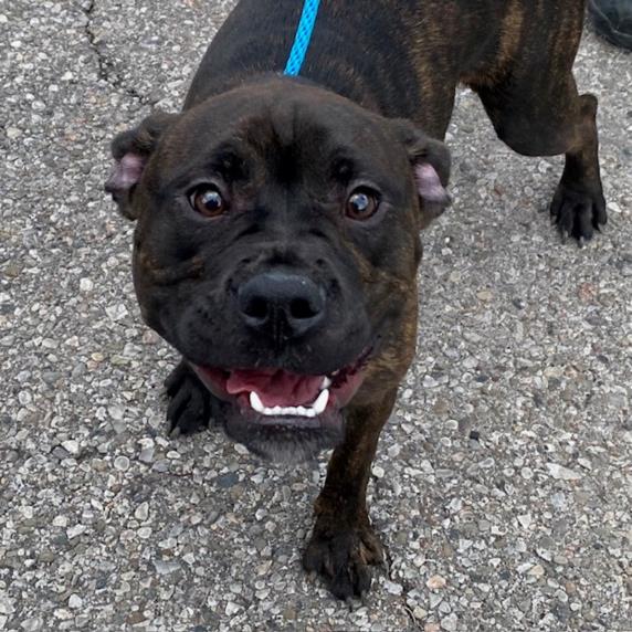 PetfindToronto's tweet image. #QUEEN #SPADINA  Pls RT2unite #FOUND #DOG- 25-May-25 #Toronto Animal Services A1007955 #WEST 416-338-6271 BLK BRINDLE WHT #AMERBULLDOG M/5Mth