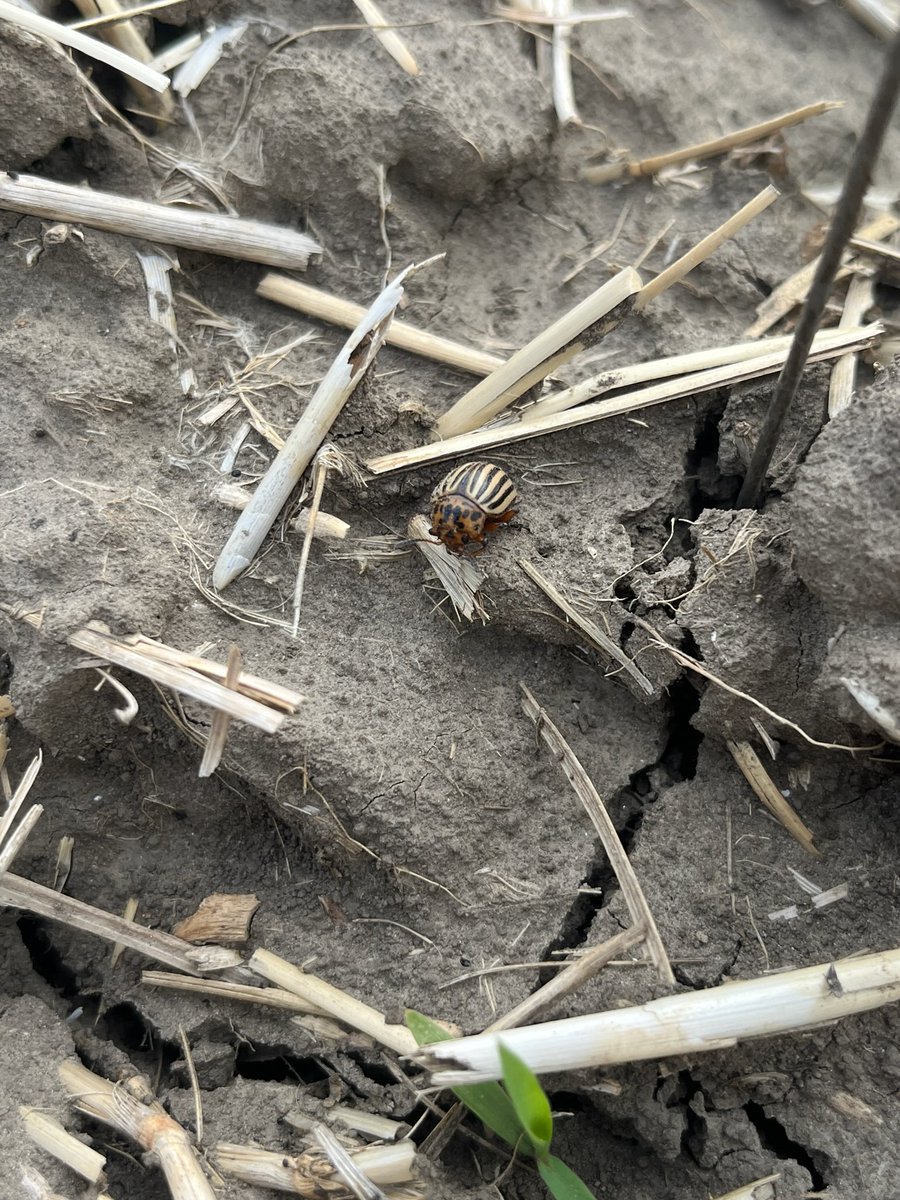 Been seeing a few #CPB out this week.