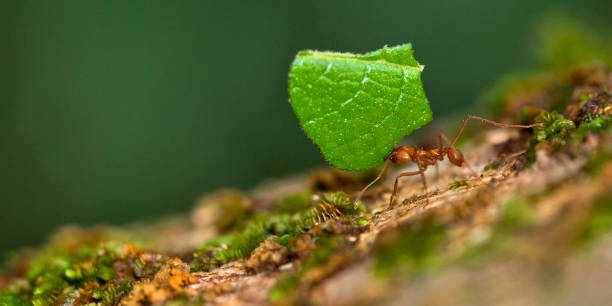 candee.cs tweet media