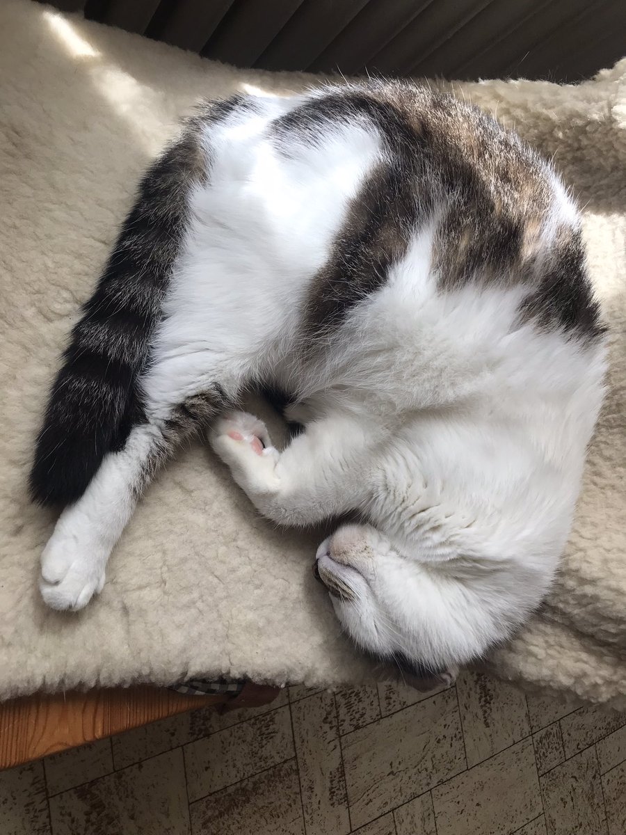 <a href="/LolaLegged/">Lola The 3-Legged Cat 🏳️‍🌈👸🇺🇦</a> I’m also shrimp 😸🦐