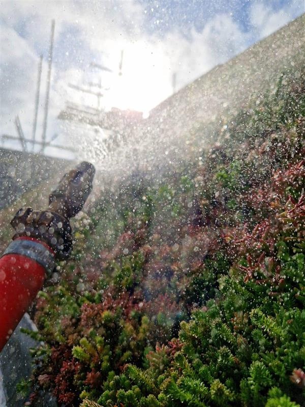 De schuine sedumdaken lijken als vanzelf deel uit te maken van het landschap in Ophemert. Harmonie van architectuur en natuur, die bijdraagt aan een duurzamere leefomgeving

#HetSlingerbos #SamenSterk #DuurzaamWonen #BoltonBouwt #SamenWerkenSamenLeven #DeBoltonWoning #GroenDak